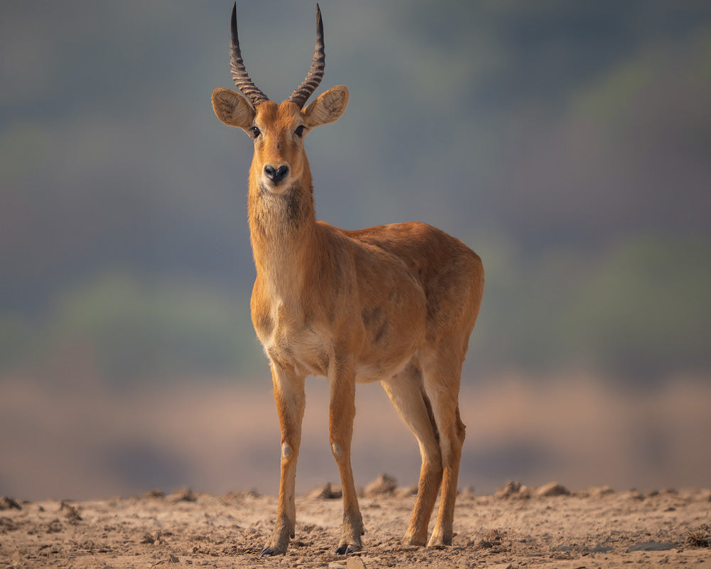 Puku Antelope standing on a dirt plain with a blurred natural background