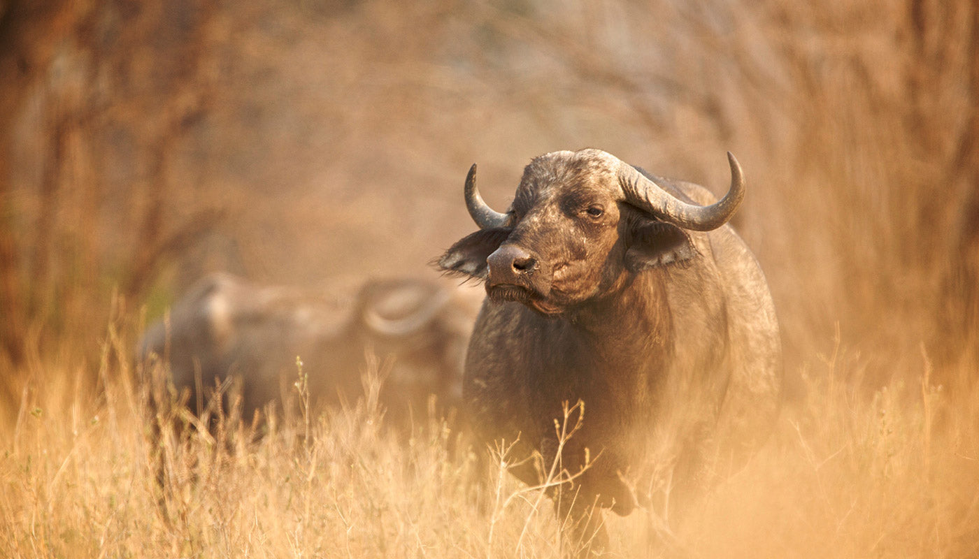 Cape Buffalo roaming the land.