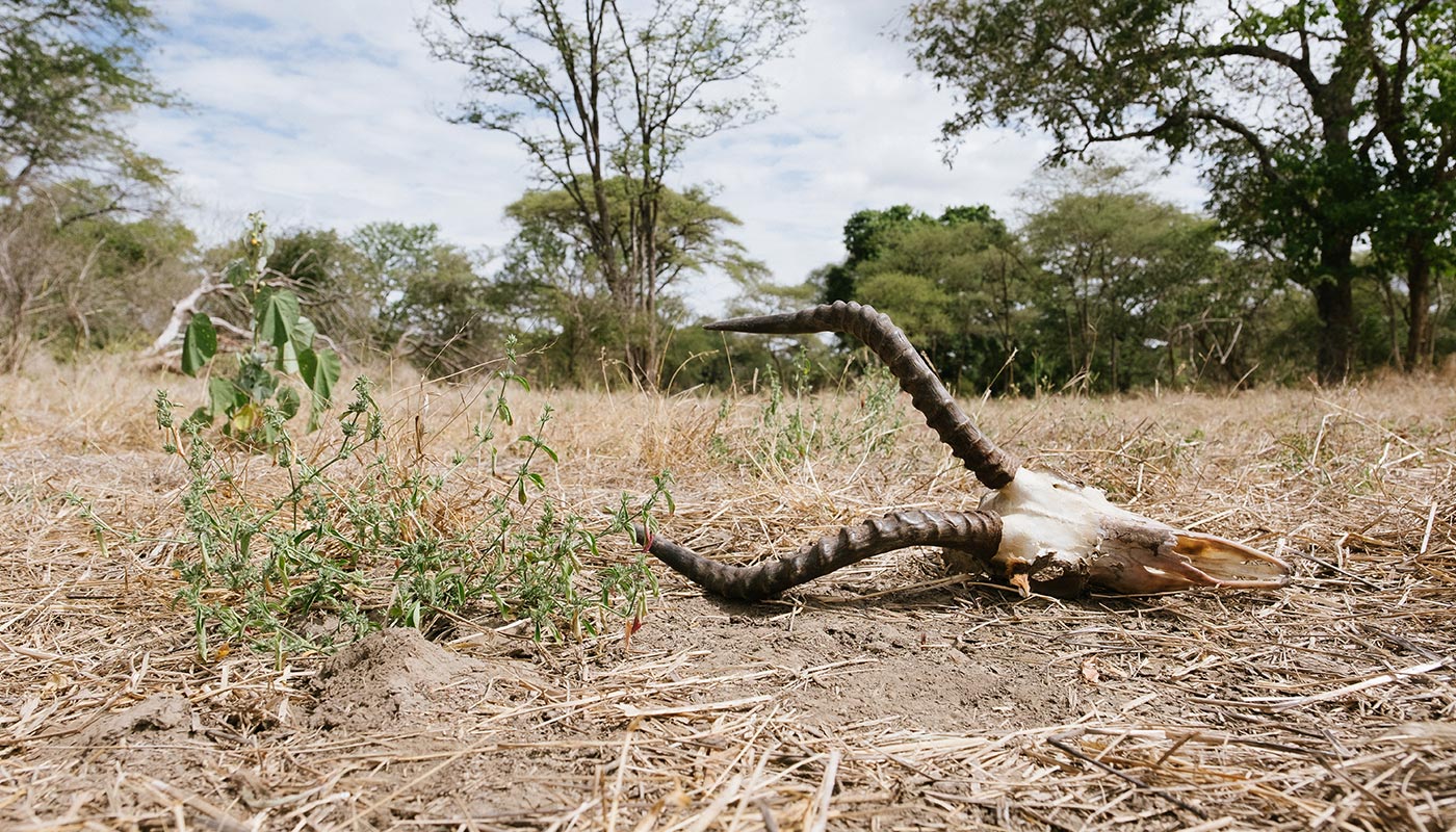 Antelope skull with large horns on a dry grassland with trees in the background in Zambia