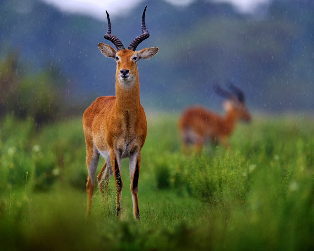 Antelope standing in a grassy field with mountains in the background