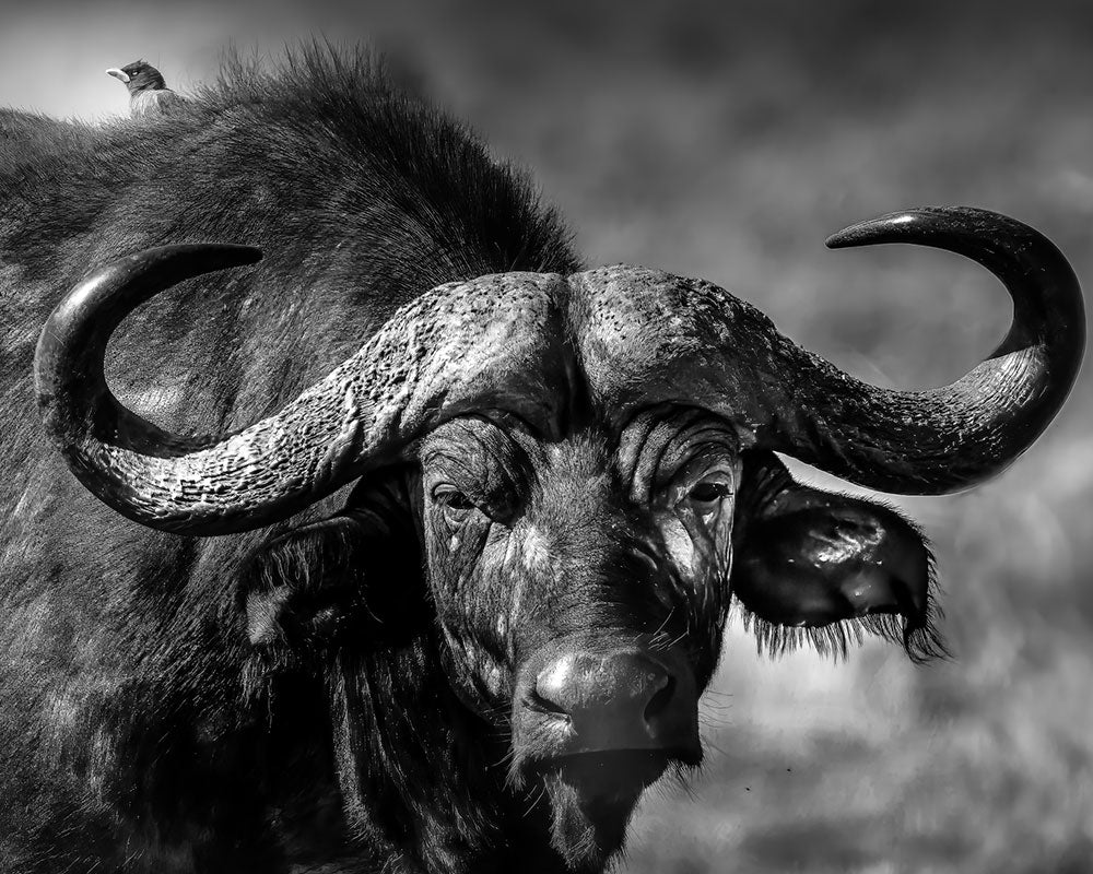 Black and white photo of a large cape buffalo in Zambia with curved horns.
