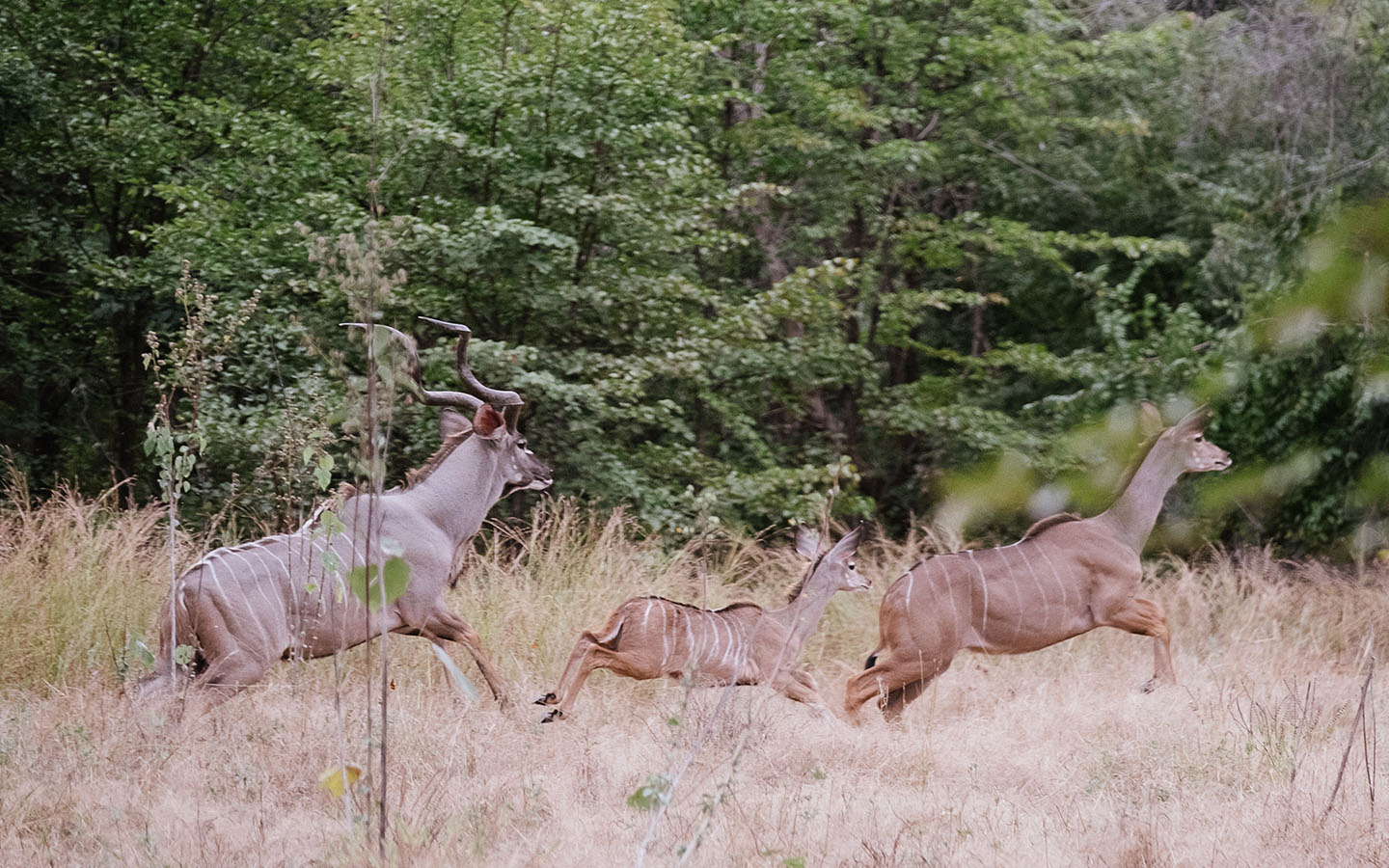 Killing the Shepherd film - Family of antelope running through an African forest