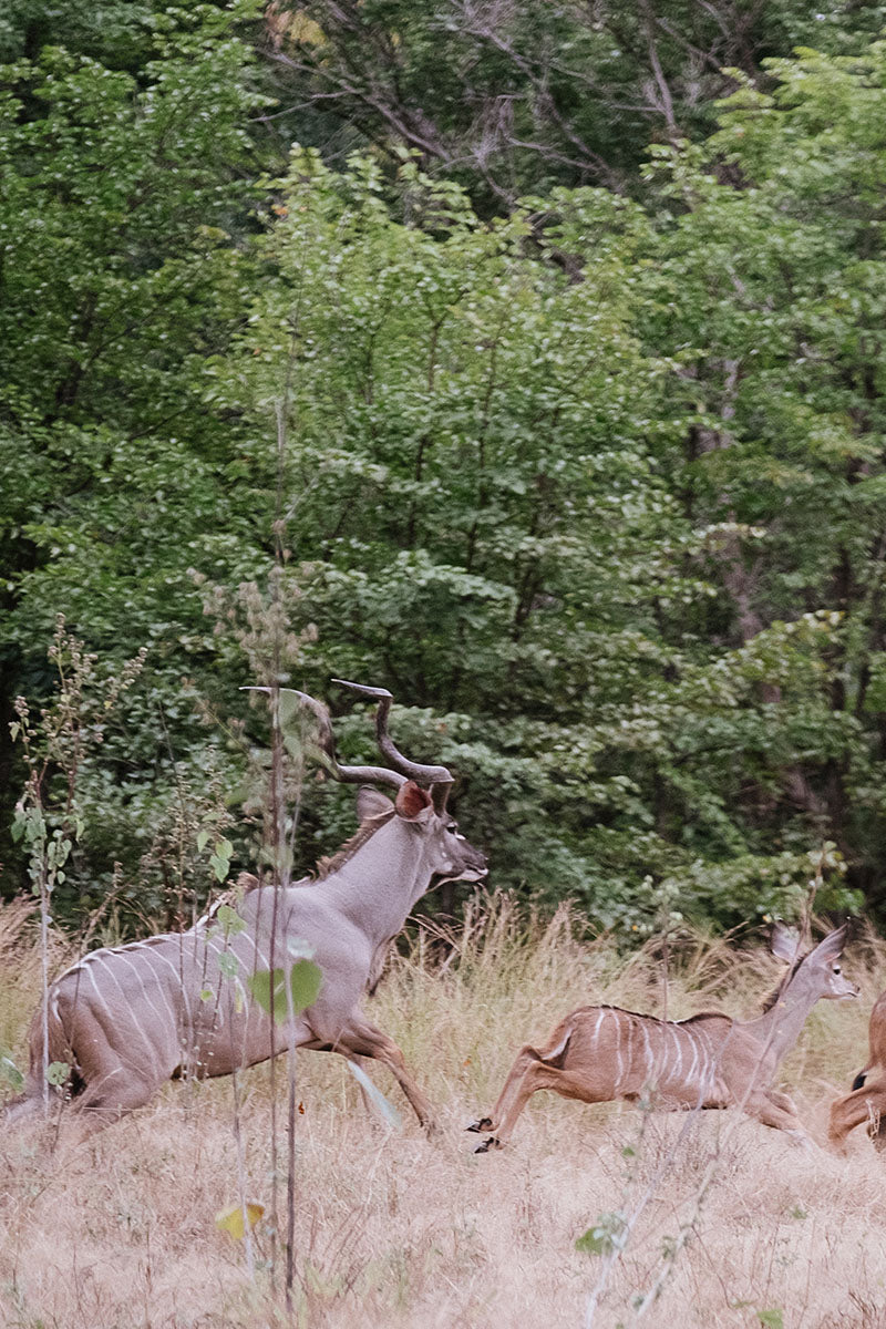 Killing the Shepherd film - Family of antelope running through an African forest